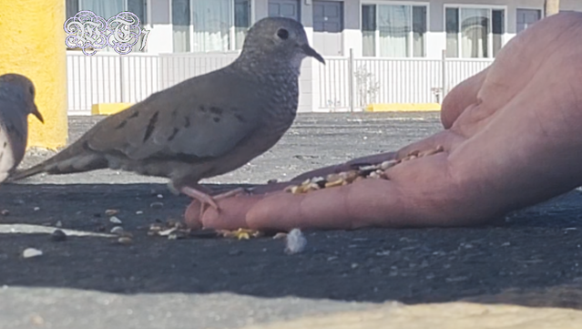 little bird eating from my hand
~WT7