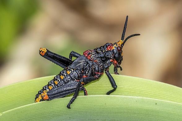 Koppie foam grasshopper (Dictyophorus spumans spumans) nymph, Walter Sisulu Botanical Gardens, Roodepoort, South Africa