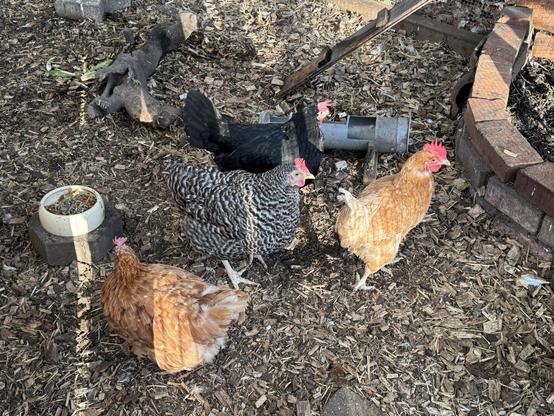 Brave little chickens