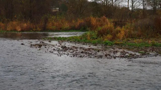 Am Fluss. Ufer dicht mit Gräsern und Büschen zu bewachsen