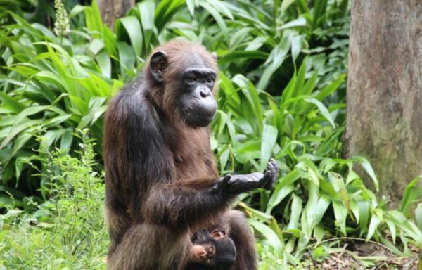 A lush green background, with a chimp in the foreground contemplating its own hand as it gestures enigmatically.