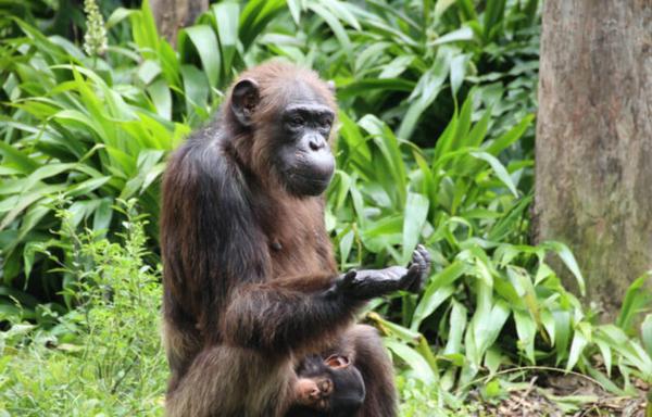 A lush green background, with a chimp in the foreground contemplating its own hand as it gestures enigmatically.