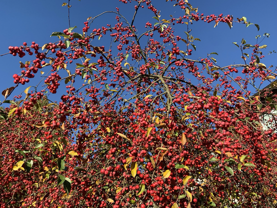 Vor strahlendblauem Himmel leuchten viele rote Zieräpfel an diesem Baum. Bei mir um die Ecke am 06.11.25.