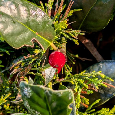 Das Bild zeigt eine kugelige, leuchtend rote Steinfrucht, die mit Resten von Reif überzogen ist. Um sie herum Blätter des Ilex und eines Lebensbaums.