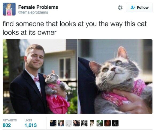 Meme of cat in a pink dress gazing lovingly at owner for prom