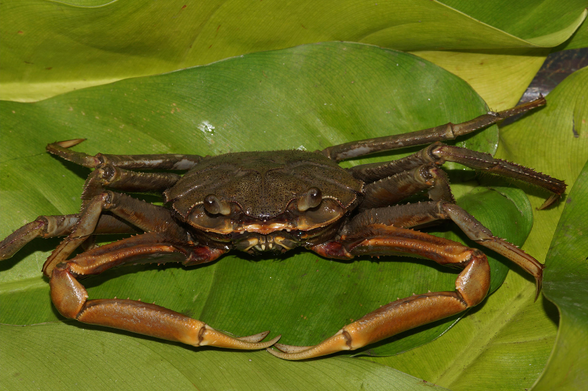 Color in life and habitat of Metaplax pristis, male, holotype.