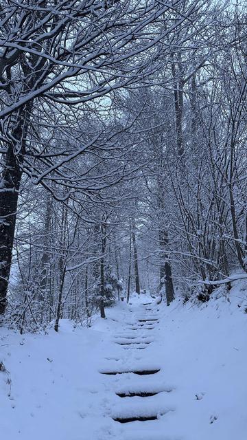 Looking up a flight of snow-covered trail stairs running between and beneath snow-covered leafless trees.
