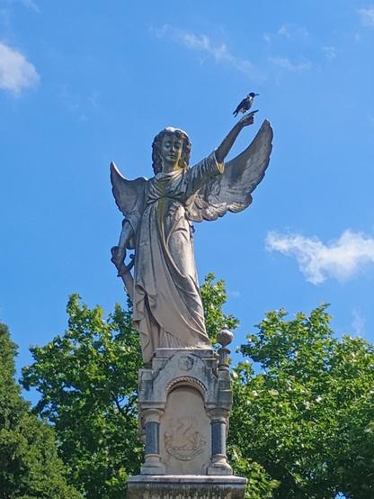 An Australian Magpie sits on the extended finger of a stone angel monument upon a grave site.