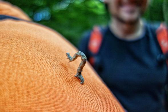 A close-up photograph of a live geometer moth caterpillar moving across the bright orange fabric of a person’s shoulder. The caterpillar’s slender, segmented body is clearly visible as it exhibits its characteristic looping motion. In the softly blurred background, another person wearing a backpack can be seen, suggesting an outdoor or hiking setting with greenery in the background.