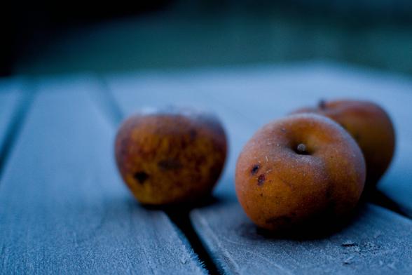 Drei orange gelbe Apfel auf einem Mit Frostbedeckten Tisch. Äpfel auch mit Frost. Die Bretter des Tisches sind längs. Viel Unschärfe im Bild oder Bokeh. ein Apfel nur scharf.