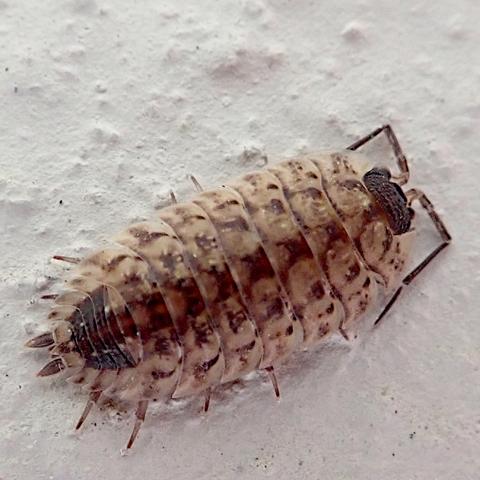 an einer weiß gestrichenen wand sitzt eine ziemlich helle assel. die grundfarbe ist beige, dazu sind auf den segmenten braune flecken. da sich die flecken von segment zu segment unter nur graduellen veränderungen wiederholen und in der mitte am stärksten sind, entsteht ein sowohl quer- als auch längsgestreifter gesamteindruck. der kopf ist weit dunkler, schwarz (daher der name), genauso wie der mittlere teil der hinteren segmente, so dass da ein fleck entsteht den man auch für einen kopf halten könnte. womöglich hilft das der assel, fressfeinde im unklaren zu lassen wo vorne und hinten ist. die fühler sind zweimal fast rechtwinklig abgeknickt, so dass ihre spitzen auf schulterbreite nach hinten zeigen