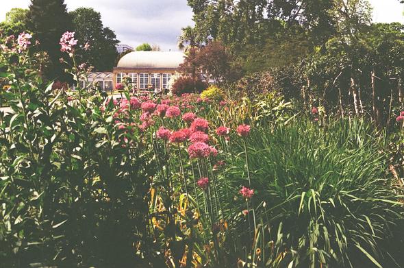 The photo shows a lush botanical garden filled with tall, dense greenery and clusters of purple-pink globe-shaped flowers in the foreground. The plants create a textured, almost wild carpet of stems and blossoms. Behind them stands a large glasshouse with a curved white roof and many windowpanes, glowing softly in bright daylight. Trees of varying shapes and colours frame the background, from deep green evergreens to lighter, leafy branches. The whole scene has a soft, dreamy, slightly vintage tint, as if filtered through warm pink and purple tones. The atmosphere feels peaceful, summery, and gently nostalgic.