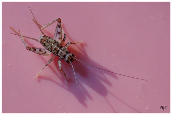 Gryllomorpha dalmatina dalmatina, le grillon des bastides. 
Avec un grillon dans la maison, je vois la vie en rose.
Le grillon est considéré comme un symbole de chance et de prospérité dans de nombreuses cultures à travers le monde. Son association avec le bonheur remonte à l'Antiquité, où il était perçu comme un indicateur de bonnes récoltes et d'abondance.