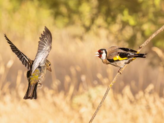 𝗣𝗶𝗰𝘁𝘂𝗿𝗲 𝗗𝗲𝘀𝗰𝗿𝗶𝗽𝘁𝗶𝗼𝗻 (𝗘𝗻𝗴): An adult goldfinch perched on a branch tries to scare away a fledgling from landing beside it. This is probably a weaning scene in which the adult is trying to encourage the fledgling to become more independent and explore and find its own food.

𝗗𝗲𝘀𝗰𝗿𝗶𝗽𝗰𝗶𝗼́𝗻 (𝗘𝘀𝗽): Un jilguero adulto posado en una rama intenta espantar a un volantón para que no se pose a su lado. Probablemente una escena de destete en la que el adulto intentaría promover la independencia del volantón para que explore y busque su propio alimento.