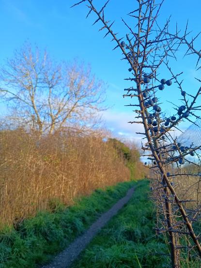 The blackthorn sapling is to the right, in sharp focus against the blue sky.
The yellowing undergrowth on the left is out of focus, as is the footpath, which crosses the bottom of the photo from left to right.
