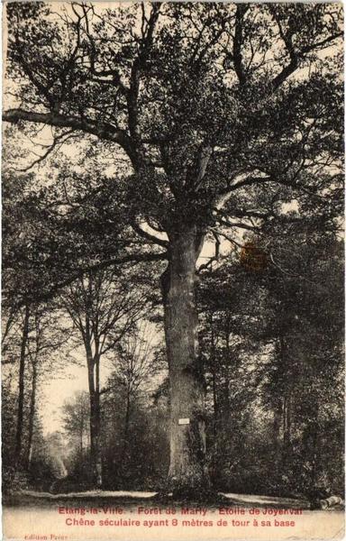 L'Etang-la-Ville Foret de Marly - Etoile de Joyenval - Chene à #Chambourcy (#Yvelines)  #CartePostaleAncienne 👉 https://cartorum.fr/carte-postale/835818/chambourcy-letang-la-ville-foret-de-marly-etoile-de-joyenval-chene