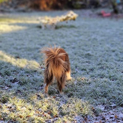 Hund auf zart verschneiter sonniger Wiese