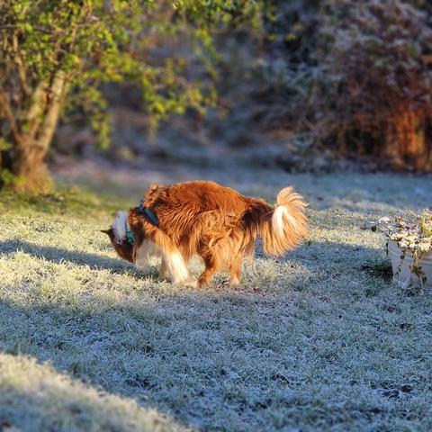 Hund auf zart verschneiter sonniger Wiese