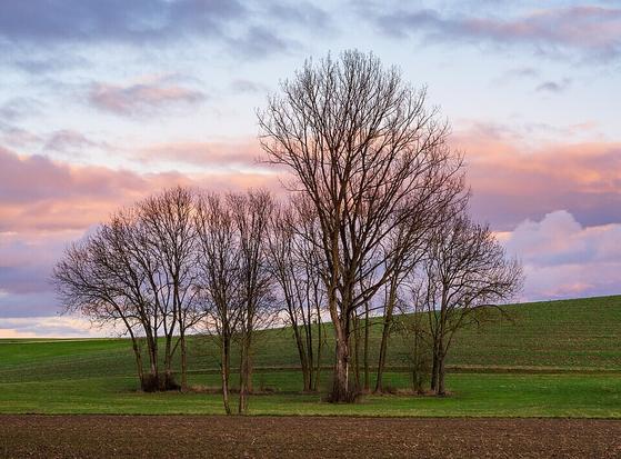 Small grove of trees at sunset in late autumn (Massenbach, Schwaigern, Germany).