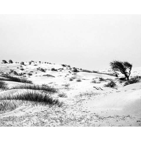 Black &amp; white photo Kennemer dunes, South-Kennemerland National Park nature reserve, Netherlands, 2023