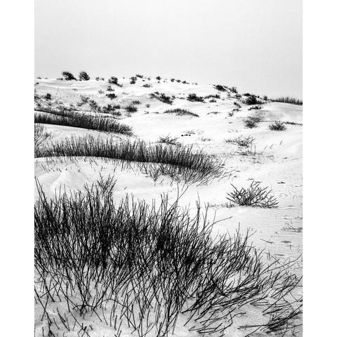 Black &amp; white photo Kennemer dunes, South-Kennemerland National Park nature reserve, Netherlands, 2023