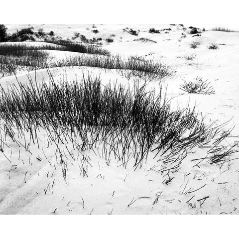Black &amp; white photo Kennemer dunes, South-Kennemerland National Park nature reserve, Netherlands, 2023