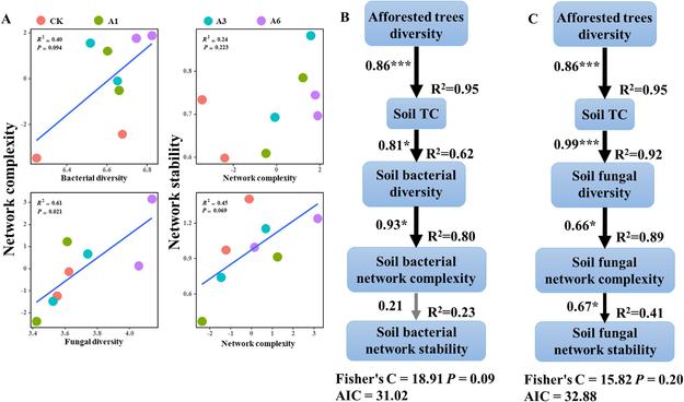 Figure 6 in Hu et al. (2026): "Relationship between microbial diversity and network complexity, network complexity and stability (A), Structural equation modelings (SEMs) showed the effect of high diversifying afforestation, soil total carbon (TC) and microbial alpha diversity on microbial network complexity and stability (bacteria for B, Fungi for C). Black arrow indicates the positive effect. ∗, ∗∗ and ∗∗∗ indicated P < 0.1, 0.01 and 0.001, respectively."