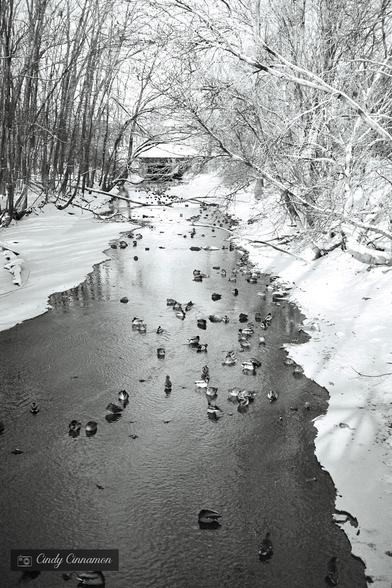 Canards sur la rivière enneigée. Photographie par Cindy Cinnamon