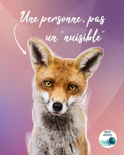 Visuel dans les tons rose et mauve, montrant la photo d’un renard, de face, avec des traits de croquis blanc autour de lui et disant : « Une personne, pas un nuisible » écrit en blanc en haut.