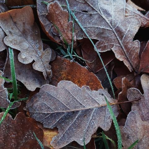 Frost auf Blättern im Gras. Nahaufnahme
