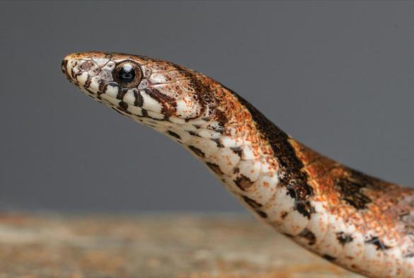 The holotype of Plagiopholis maculosa in life. Lateral head.