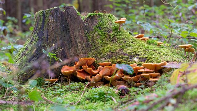 Image générique de champignons en forêt, au pied d’un arbre coupé.