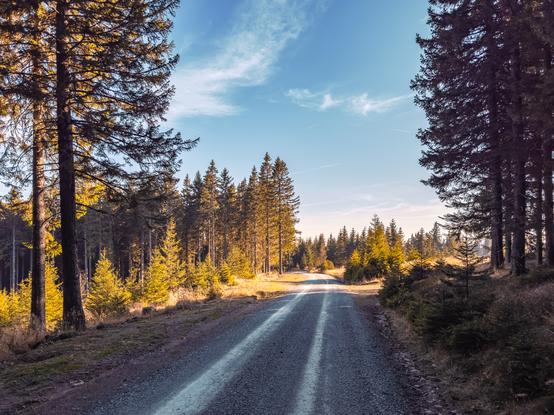 Ein breiter, mit Kies bedeckter Weg führt geradeaus durch einen dichten Nadelwald. Links und rechts säumen hohe, schlanke Fichten oder Tannen den Pfad, ihre Kronen reichen weit in den Himmel. Die Sonne scheint durch die Äste und wirft warme, goldene Lichtflecken auf den Waldboden und die Bäume. Das Lichtspiel am späten Nachmittag erzeugt eine sanfte, fast magische Stimmung. Der Himmel ist klar mit nur wenigen zarten Wolken. Die Luft wirkt frisch und leicht, als würde man beim Betrachten des Bildes tief durchatmen wollen.
Die Szene vermittelt Gelassenheit und Naturverbundenheit – ein idealer Ort für einen Spaziergang, eine kleine Auszeit oder stille Reflexion. Der Weg scheint sich ins Unbekannte zu verlieren, was dem Bild eine leichte Sehnsucht oder Abenteuerlust verleiht.