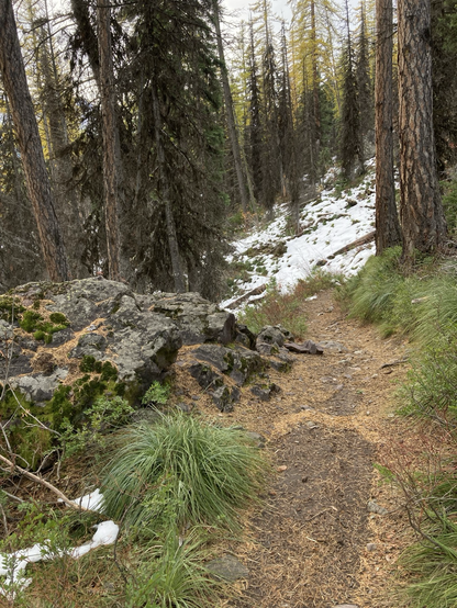 A trail on the right that’s littered with pine needles passes an outcropping on the left that’s also sprinkled with needles, but also moss. The trail is passing through dense forest, a steep slope up to the right, the grass still green, yet there are substantial patches of snow. The sky is cloudy.