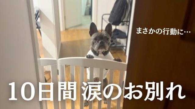 【号泣】他人の家に預けて日本へ一時帰国するのが辛すぎた