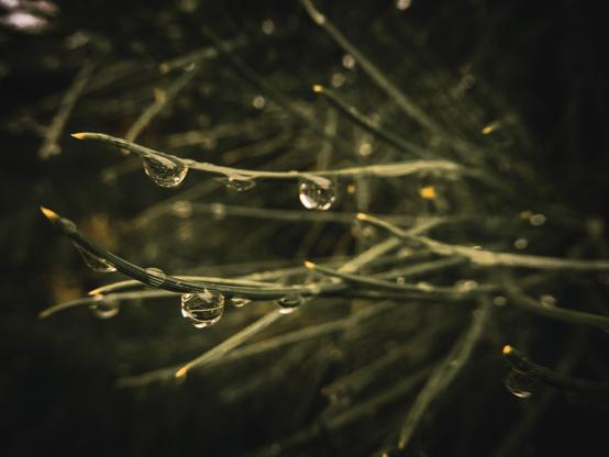 The image depicts slender needles from a tree, covered in droplets of water. The foliage is primarily dark green, with some areas appearing almost black due to the shadowy lighting. The droplets vary in size and cling to the surfaces of the needles, reflecting light and creating a glossy appearance. The background is softly blurred, enhancing the focus on the water droplets and providing a depth of field effect.