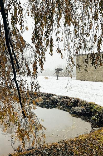Persona con paraguas paseando a un perro a través del paisaje nevado. Las ramas de un sauce enmarcan la imagen.