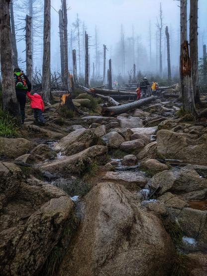 A misty, atmospheric forest scene showing the aftermath of a storm, with numerous bare tree trunks standing tall amidst fallen logs. A rocky, uneven path winds through the area, partially covered in moss and shallow streams of water. In the foreground, a group of hikers, including an adult and a child in a bright red jacket, navigate the rugged terrain. The child appears to be exploring the rocks, while the adults move cautiously along the path. The foggy background adds a sense of mystery and tranquillity to the scene, highlighting the resilience of nature amidst human activity.