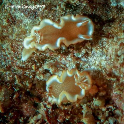 Caramel brown sea slugs crawl over an underwater reef. They are trimmed in white, and are quite small: the size of your smaller fingernails.