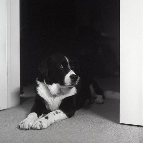 Black and white film photo of my dog.