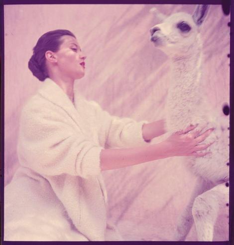 A woman with a black hair bun and wearing a white bathrobe is petting the fleece of what appears to be an alpaca. She has her eyes closed and seems to be in a calm or meditative state, gently touching the animal's fur with both hands.

The photograph itself looks faded and aged, suggesting it may have been taken several decades ago. The image carries soft pinkish hues due to its condition over time. There is no specific context provided about why this particular scene was captured but given that Toni Frissell worked as an associate director at Harper's Bazaar in the early 1950s and the woman’s attire, it might be part of a fashion or lifestyle shoot for the magazine.

Additional information on the image can be found under 'Fashion' from the year 1951.