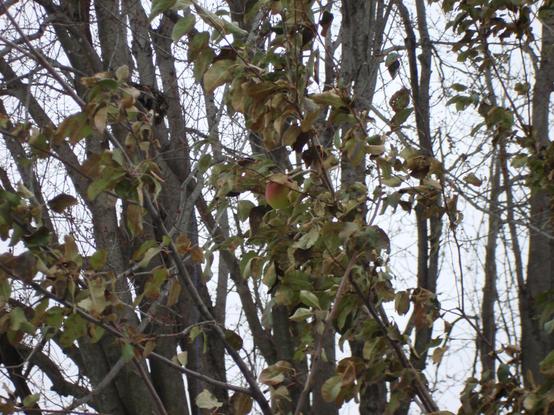 La dernière pomme rester accroché que les oiseaux picore.