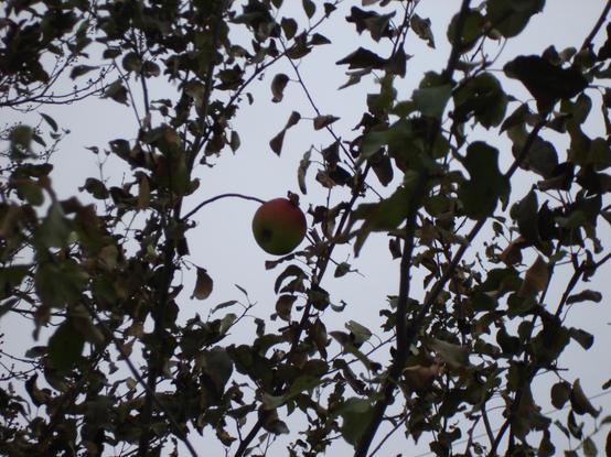 La dernière pomme avec le zoom avancé au maximum.