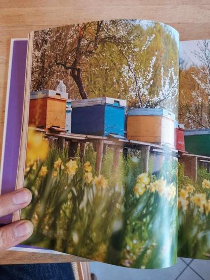 Photo d'une page d'un livre, entièrement occupée par une photo de ruches, sans aucun texte. On voit aussi 2 extrémités de doigts du photographe qui tiennent la page.