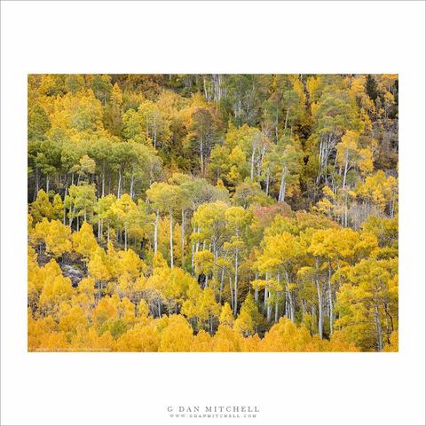 Sierra Nevada autumn aspen trees.