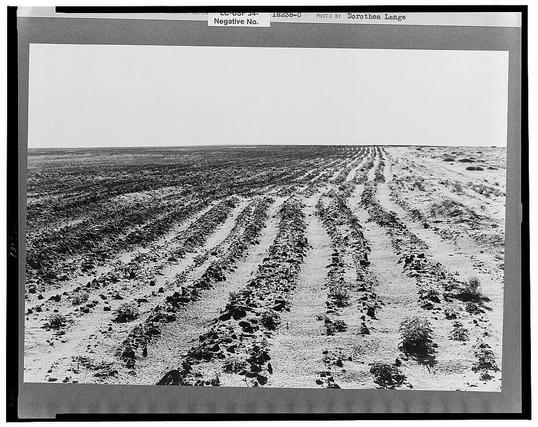 The image is a black and white photograph showing an expansive landscape. It features rows of furrowed soil, indicating recent agricultural activity in what appears to be dry conditions with patches of bare earth visible between the tilled lines. The pattern created by these furrows extends across the field into the distance under an overcast sky, suggesting minimal vegetation or a barren environment.

The photograph is framed within another larger frame that contains additional text and metadata indicating it as part of Dorothea Lange's collection from her famous series documenting the Dust Bowl during the Great Depression. The specific reference "Negative No." suggests this image was identified in an archival context, possibly stored for historical record-keeping or research purposes.

The photograph captures a moment where human intervention in agriculture is starkly contrasted against a seemingly unforgiving natural landscape. Lange's work often focused on social issues and the plight of rural workers during difficult times, providing insight into their living conditions through her powerful imagery.