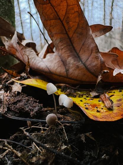 A cluster of four very tiny whiteish-brown mushrooms growing out of the forest floor next to a yellow poplar leaf and oak leaf.