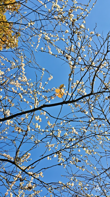 Een Japanse Sierkers in herfstelijke bloei.
Witte bloesem, een paar gele herfstbladeren aan de anders al kale takken en strakblauwe hemel 

Eine Japanische Zierkirsche in herbstlicher Blüte. Weiße Blüten, einige gelbe Herbstblätter an ansonsten kahlen Zweigen und blauer Himmel.