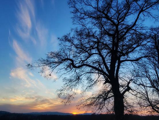 Ein Baum steht im Vordergrund des Bildes und erstreckt sich über den oberen Rand. Der Baum ist ein dunkles Schwarz und steht vor einem rosafarbenen und orangenen Himmel, der auf eine Berglandschaft trifft. Der Himmel wechselt von einem tiefen Blau bis zu einem helleren Gelbton am Horizont. Der Baum hat viele Äste, die sich in verschiedene Richtungen erstrecken und eine komplizierte Silhouette bilden. Am Horizont sind verschwommene Berge zu sehen.