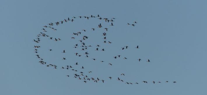 Formation entsteht neu